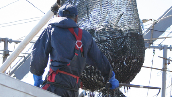 2019年のサンマ漁は「戦後最悪」を記録。サンマの漁獲量の減少の原因とは