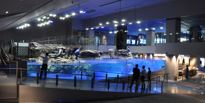 すみだ水族館「ペンギン＆オットセイゾーン」