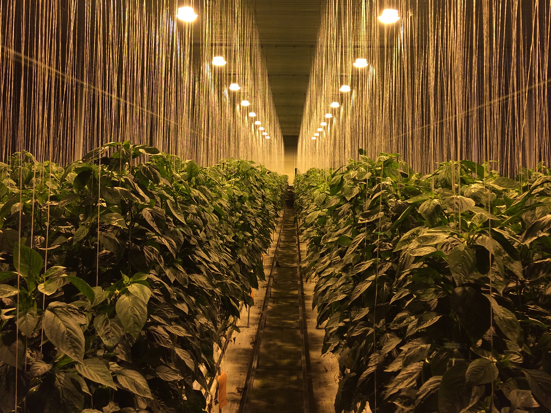 韓国晋州における高圧ナトリウムランプによるトマト栽培