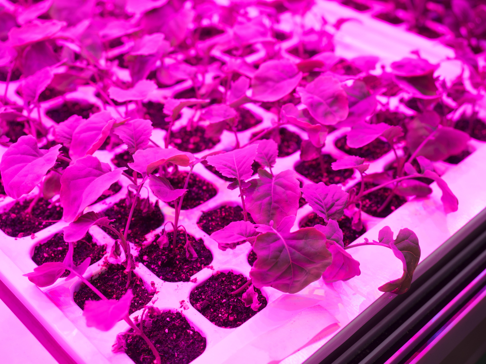LED・太陽光などの光源で異なる植物工場の種類と代表的な技術・設備とは